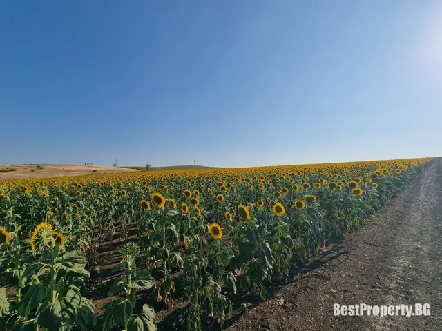 Plot for sale in Tankovo